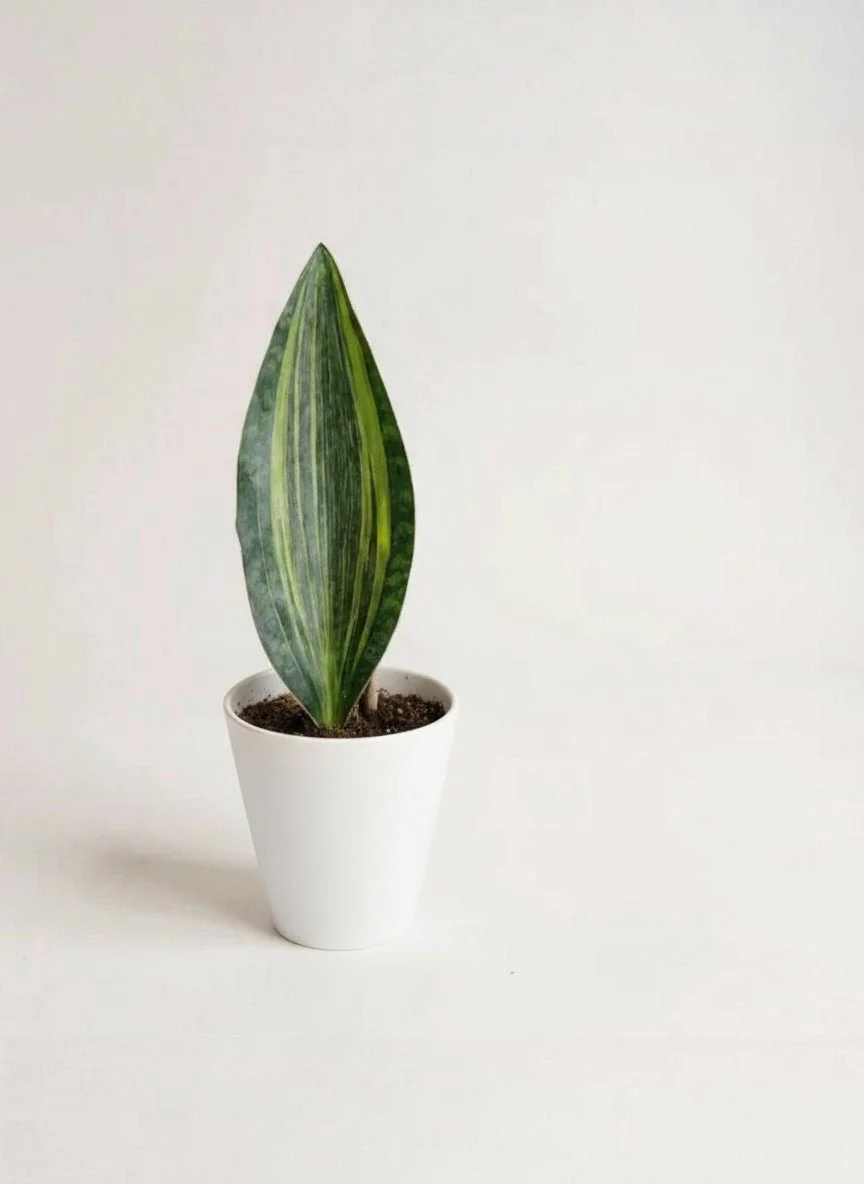 Whale Fin Variegated Snake Plant - Large - Image 7