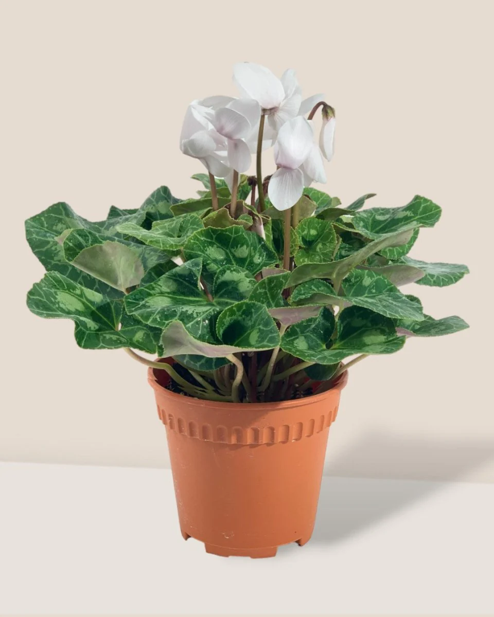 Cyclamen Flower - Image 3
