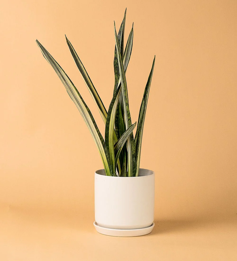 White Cylinder Pot - Image 4