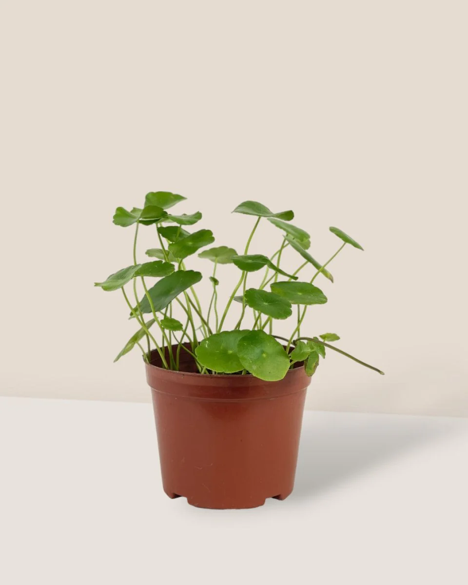 Whorled Pennywort Plant (Coin Plant) - Image 10