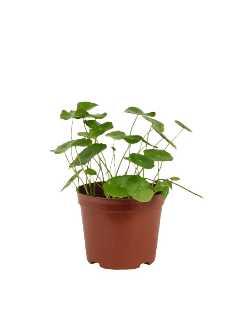 Whorled Pennywort Plant (Coin Plant) - Image 11