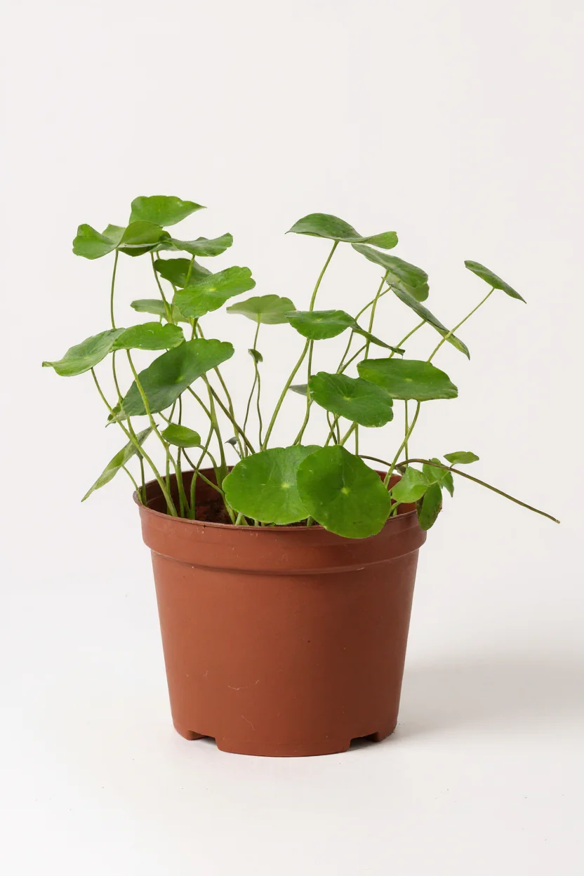 Whorled Pennywort Plant (Coin Plant) - Image 6