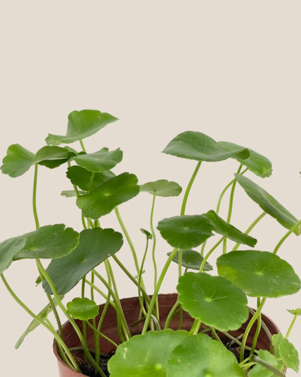 Whorled Pennywort Plant (Coin Plant) - Image 7