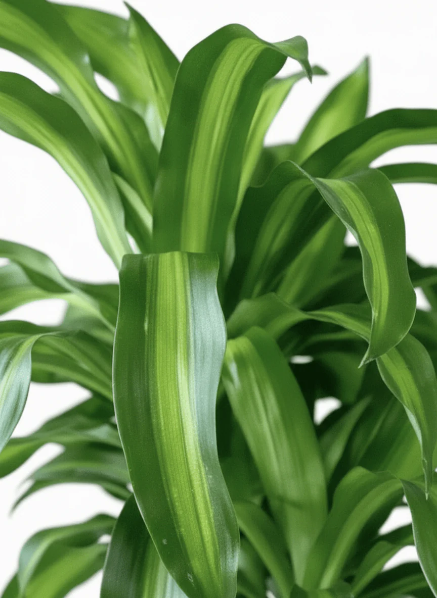 XL Dracaena Fragrans (Iron Tree) - Image 10