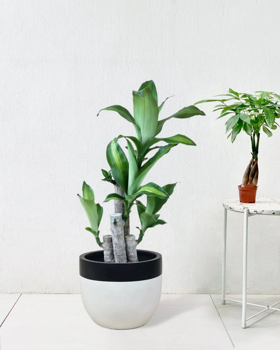 XL Dracaena Fragrans (Iron Tree) - Image 11