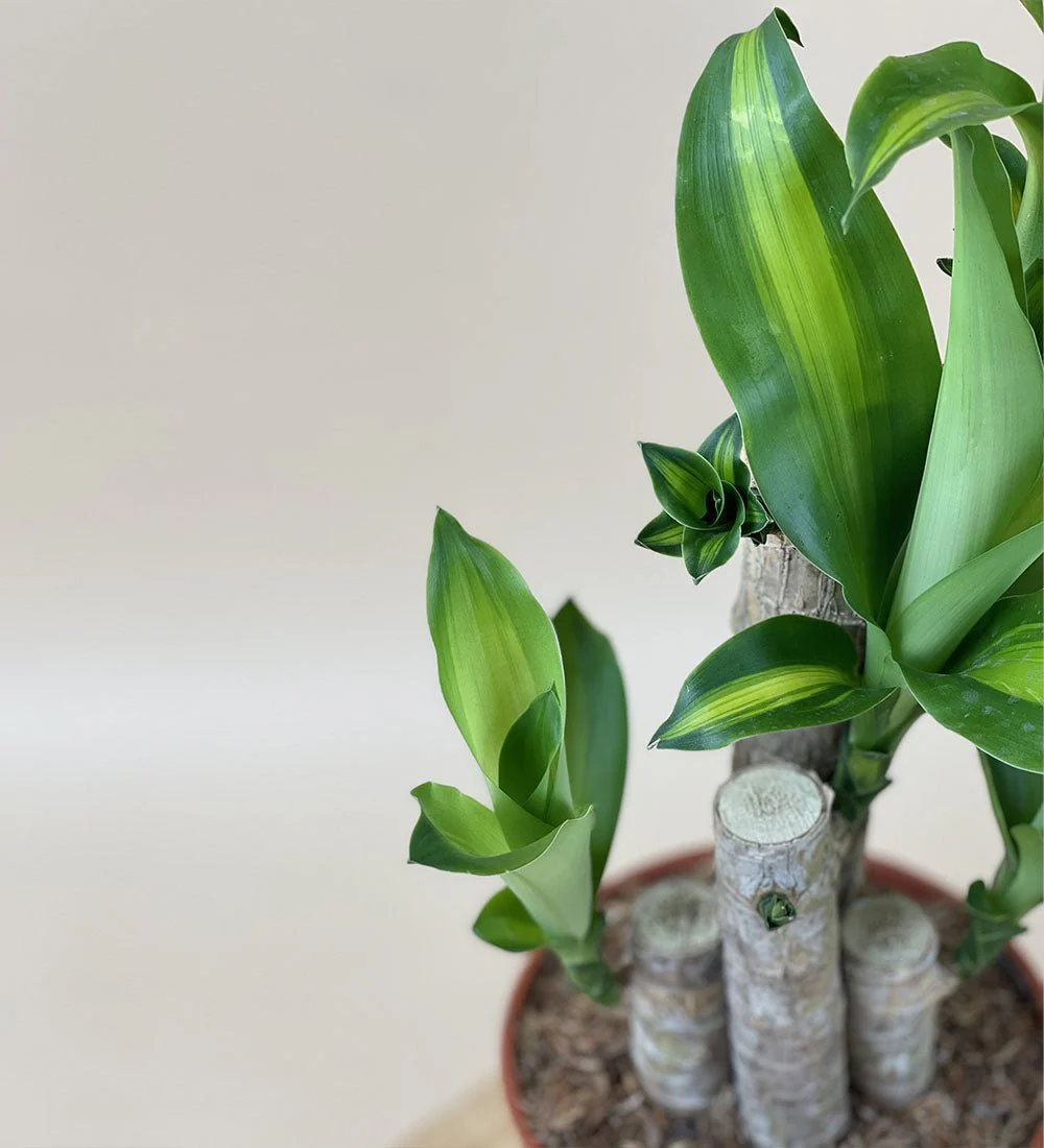 XL Dracaena Fragrans (Iron Tree) - Image 13