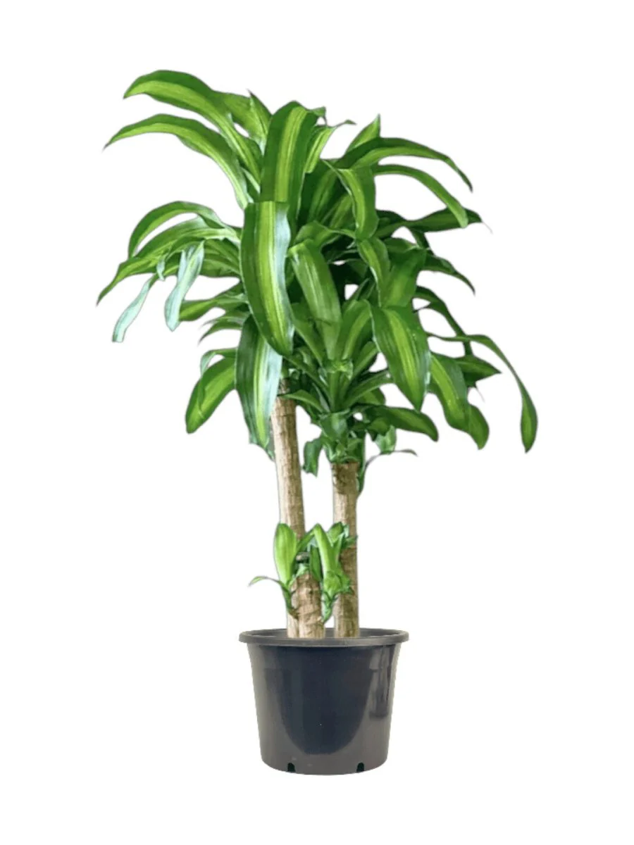 XL Dracaena Fragrans (Iron Tree) - Image 14