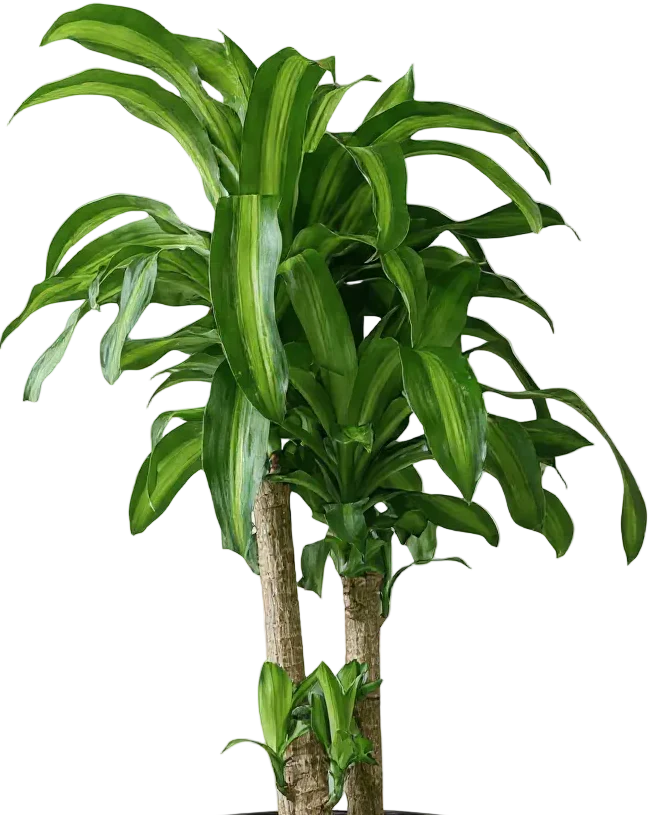 XL Dracaena Fragrans (Iron Tree) - Image 15