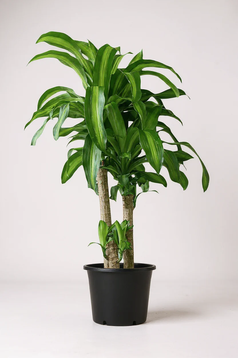 XL Dracaena Fragrans (Iron Tree) - Image 7