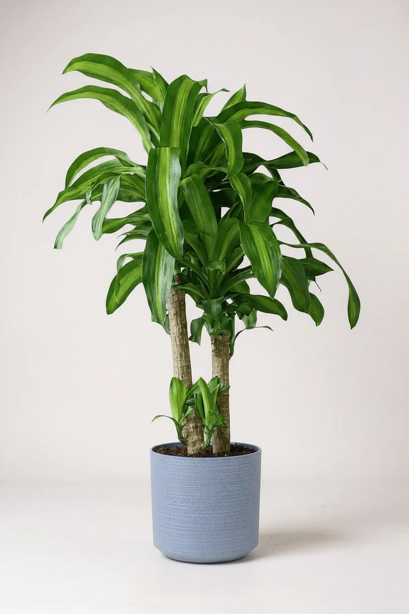 XL Dracaena Fragrans (Iron Tree) - Image 8