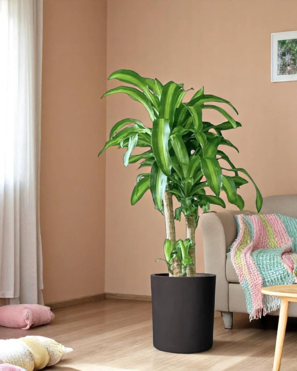 XL Dracaena Fragrans (Iron Tree) - Image 9