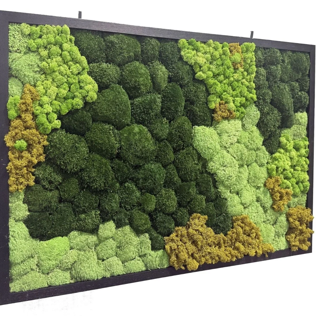 XL Frame - Preserved Plants: MOSS. - Image 3