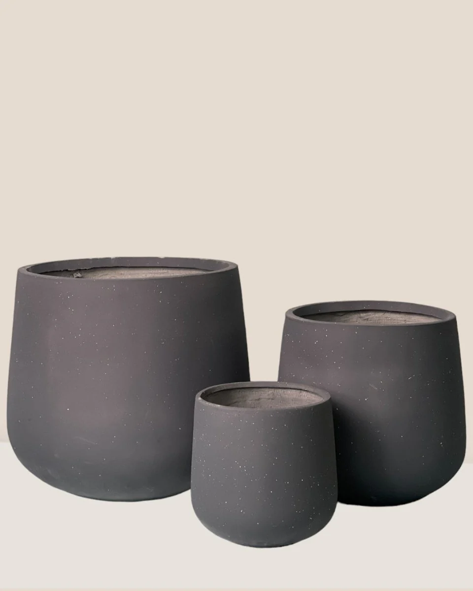 Sienna XL - Image 3
