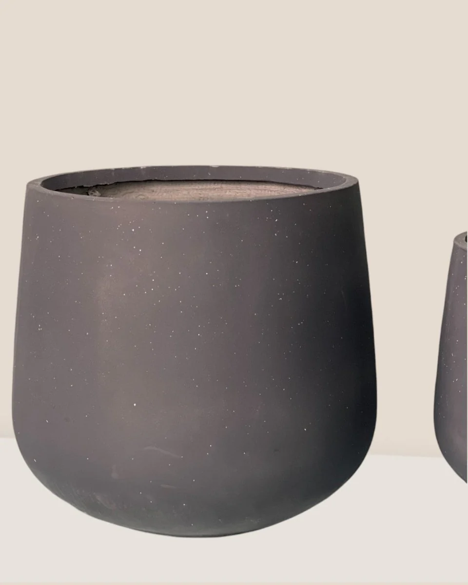 Sienna XL - Image 4