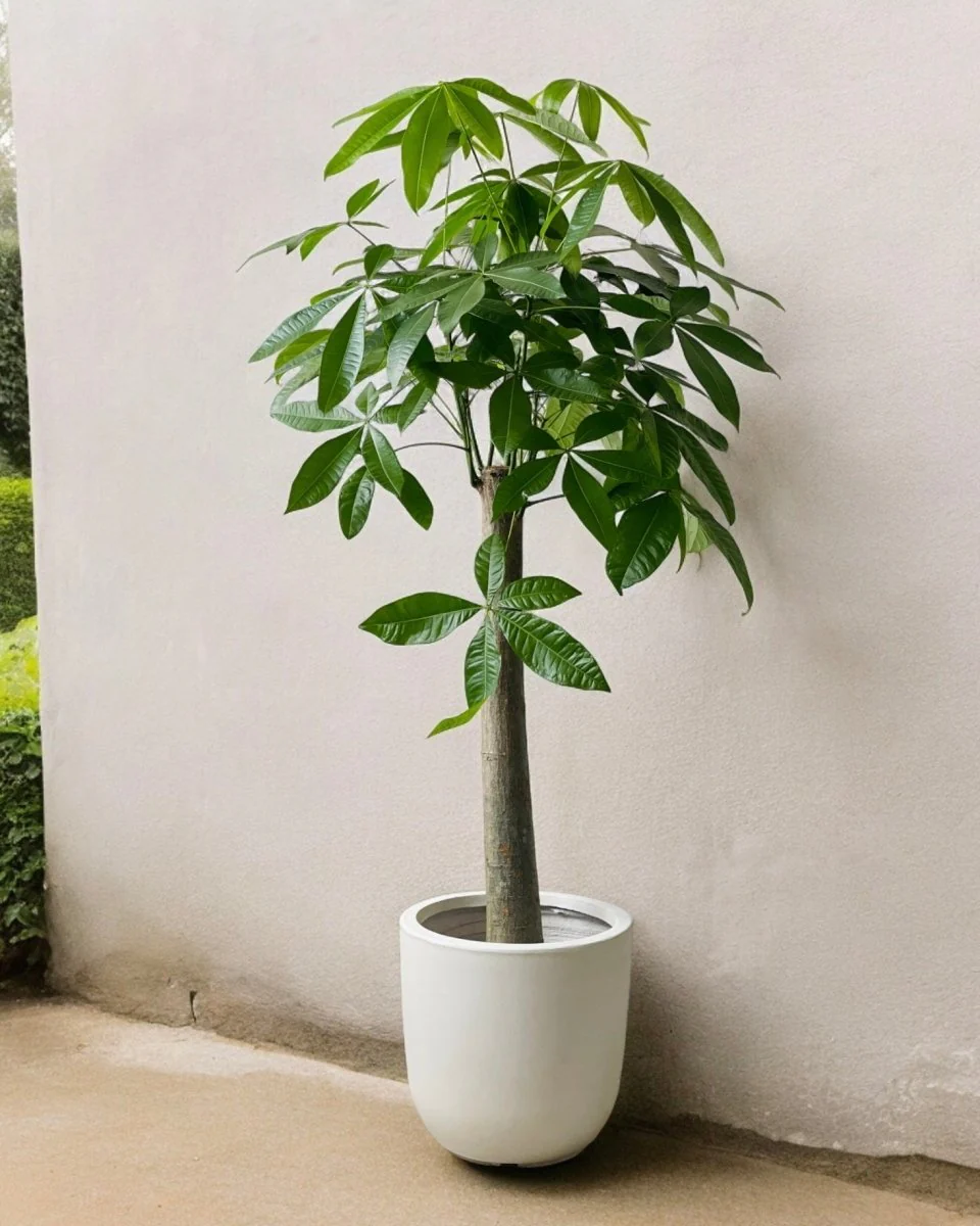 Zeni Planter XL - Image 2