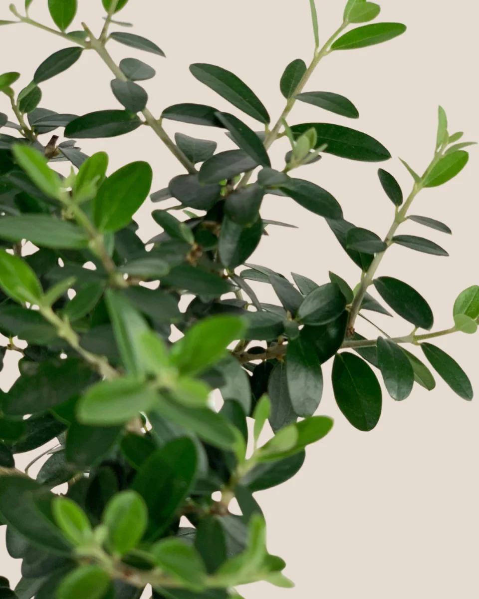 XS Olive Tree Topiary (Shodoshima Japan) - Image 10