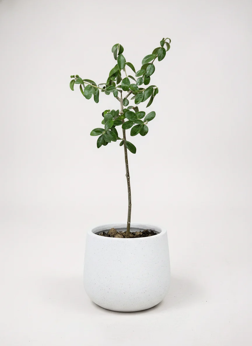 XS Olive Tree Topiary (Shodoshima Japan) - Image 7