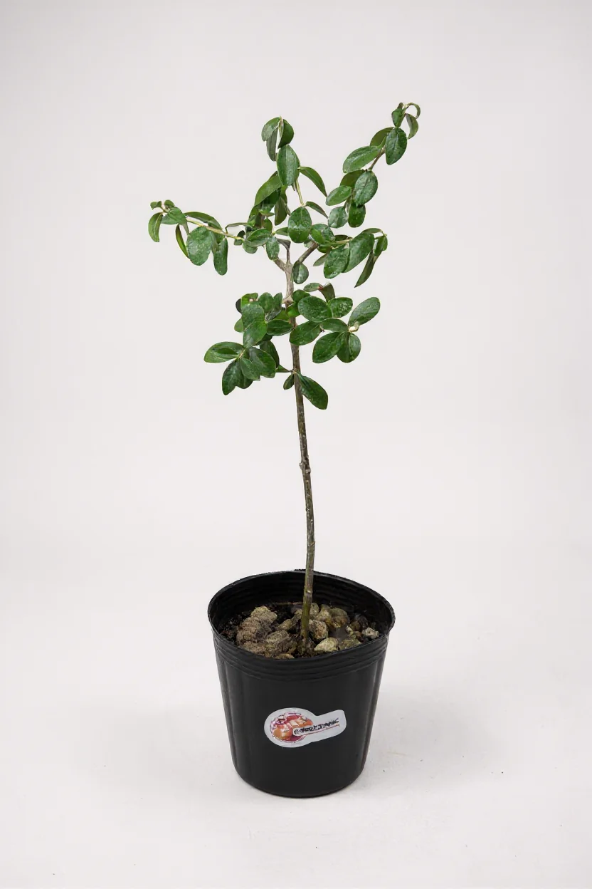 XS Olive Tree Topiary (Shodoshima Japan) - Image 8