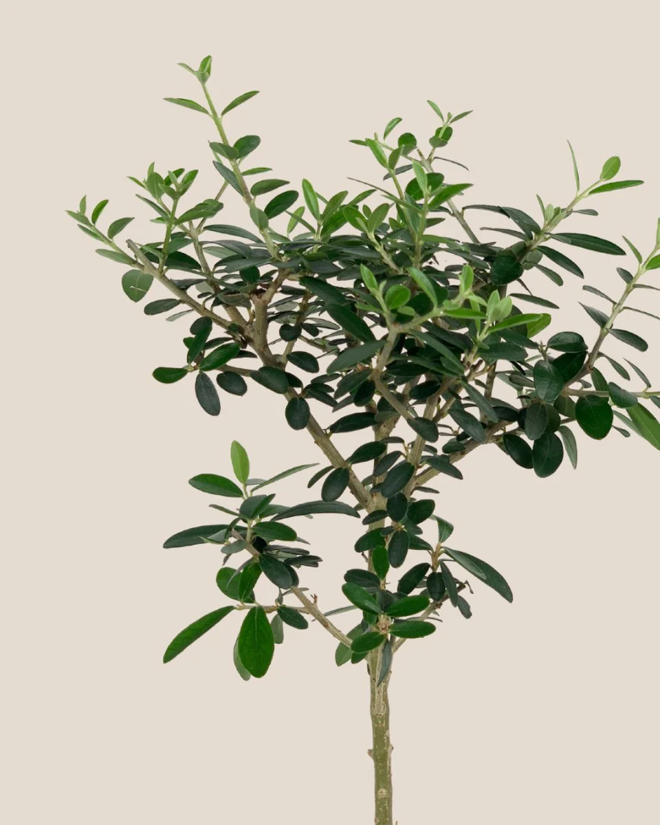 XS Olive Tree Topiary (Shodoshima Japan) - Image 9