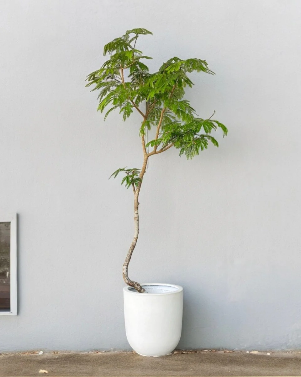 Zeni Planter XXL - Image 2