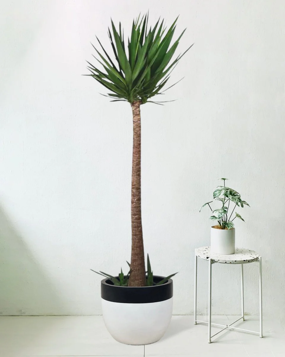 Yucca Cane - Image 4