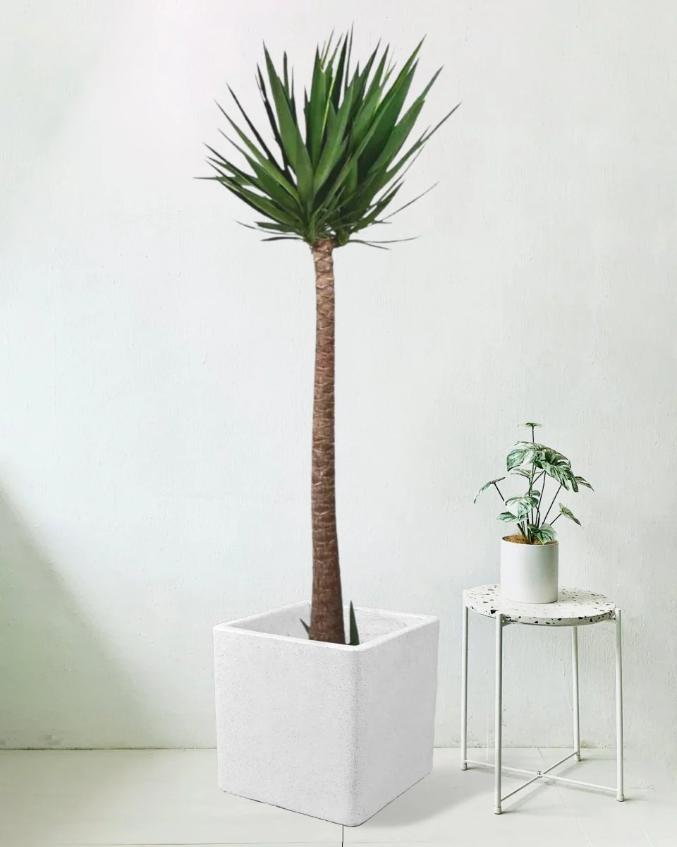 Yucca Cane - Image 5