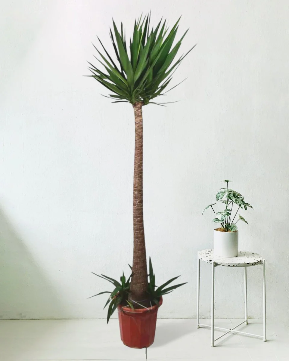 Yucca Cane - Image 6