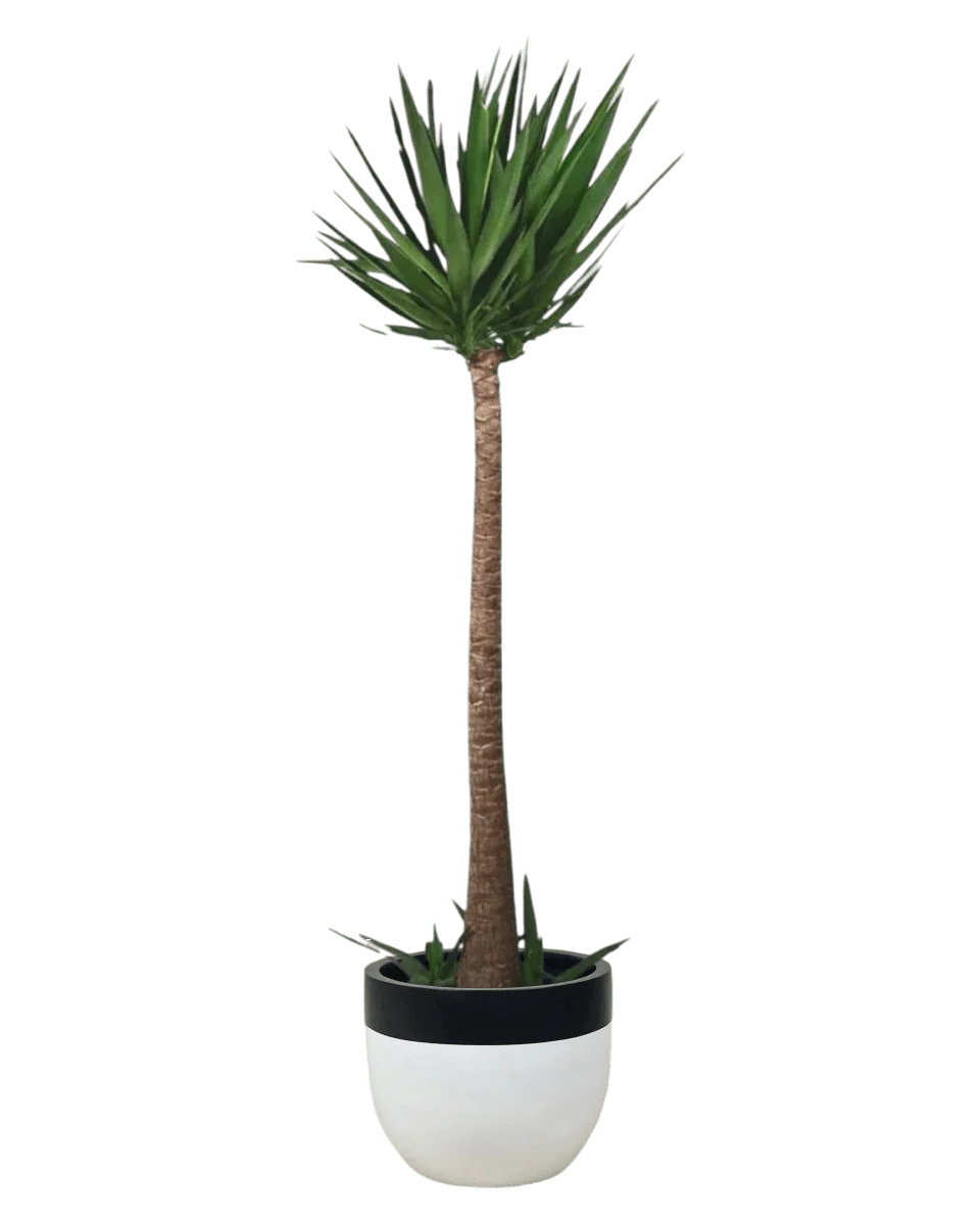 Yucca Cane - Image 7
