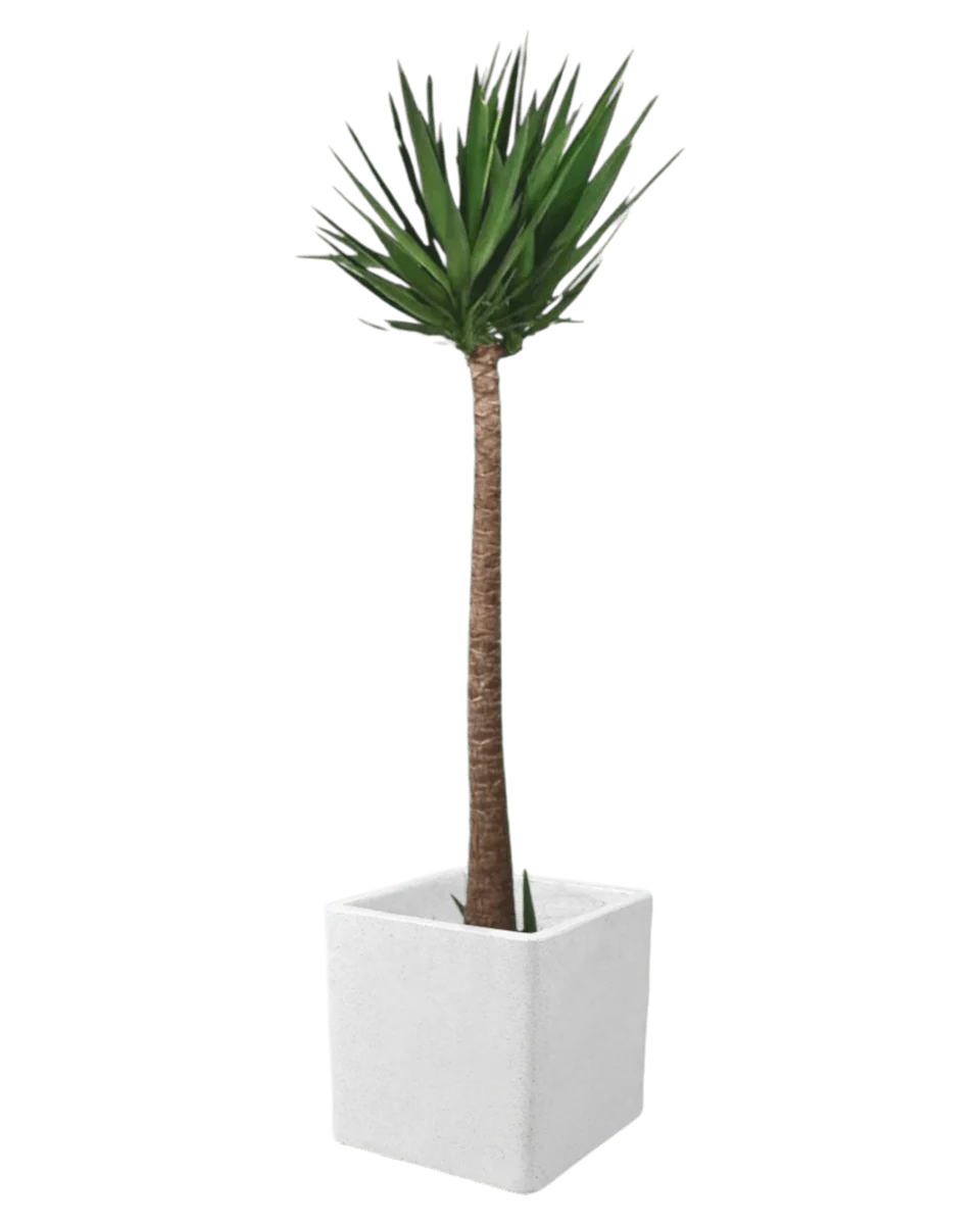 Yucca Cane - Image 8