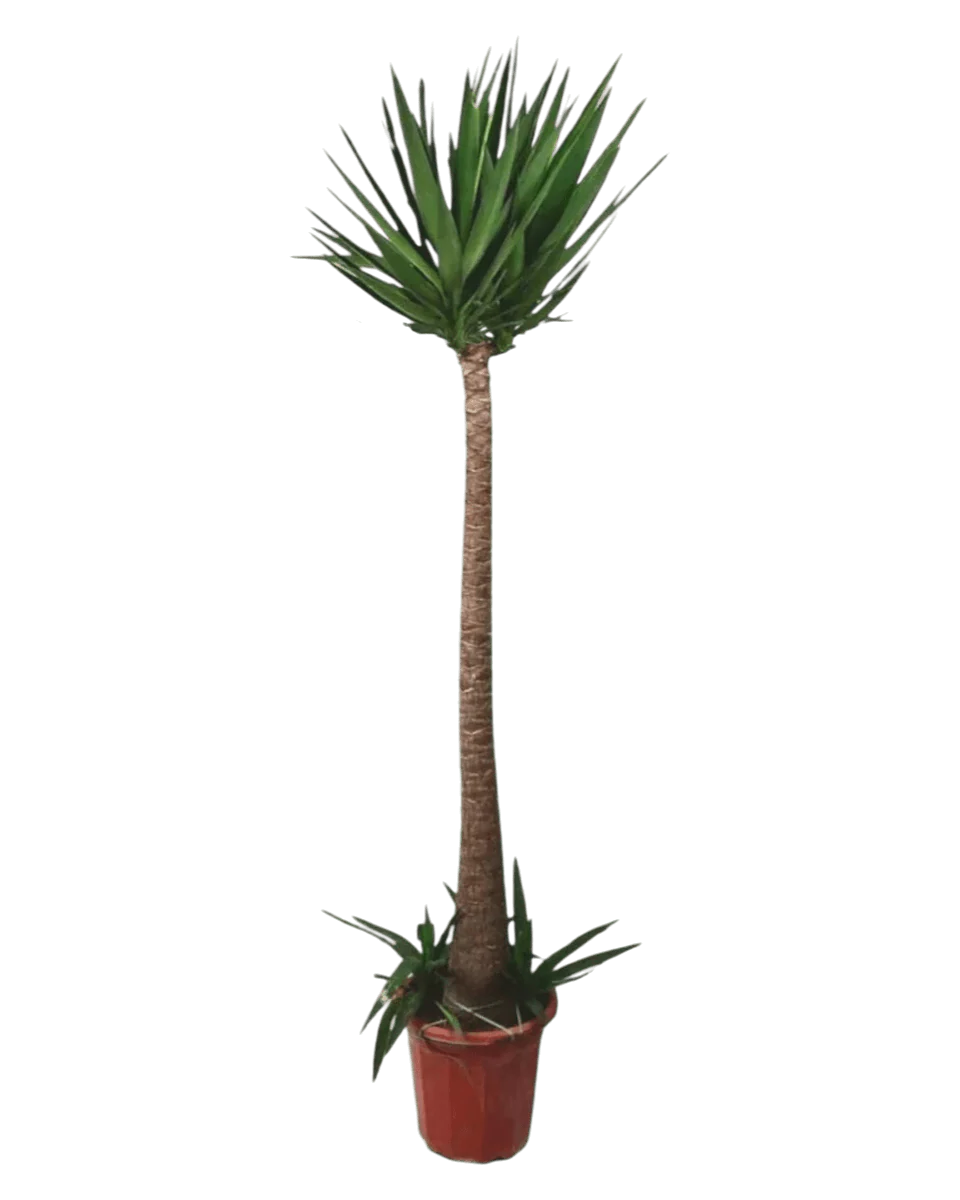 Yucca Cane - Image 9