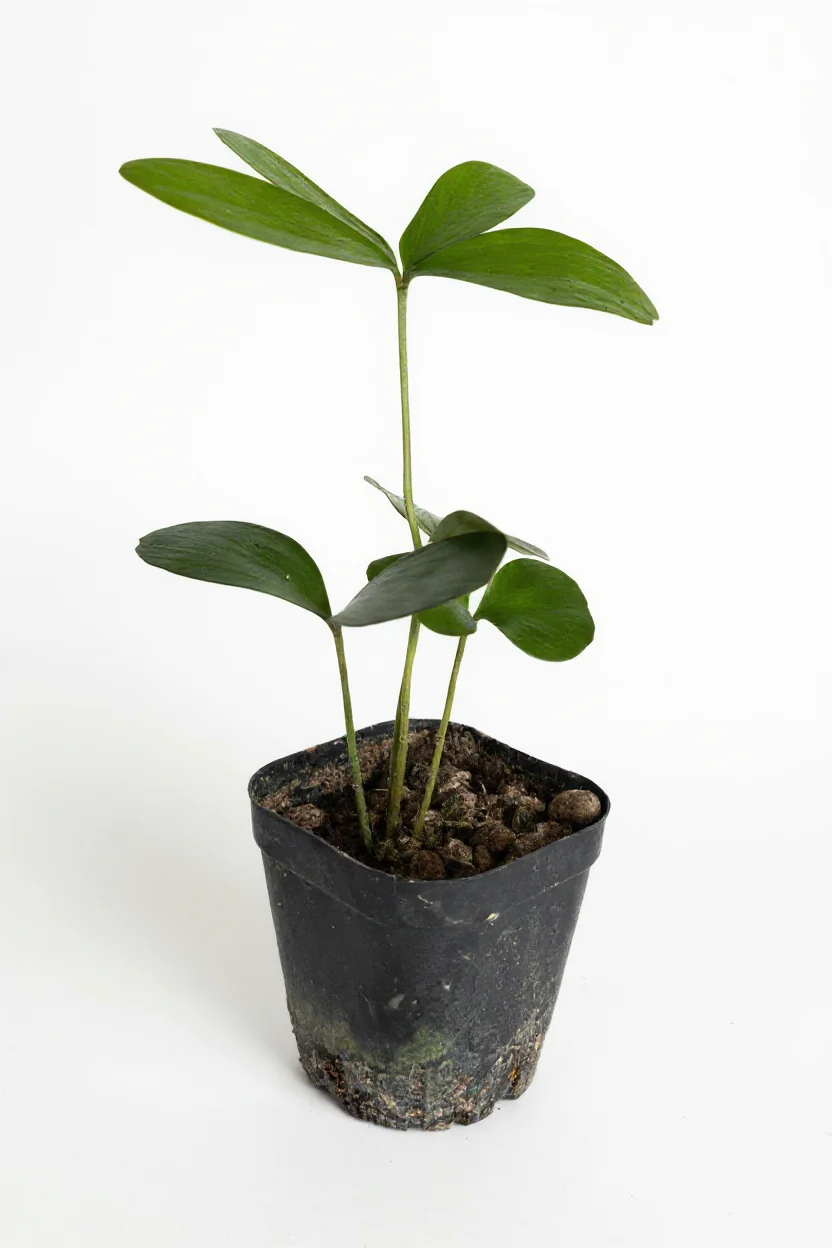 Zamia Furfuracea (Cardboard Palm) - Image 2