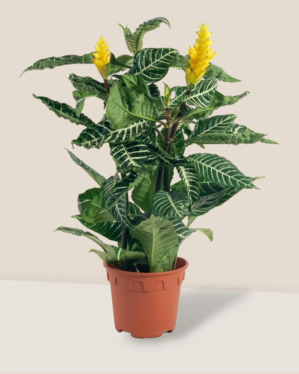 Zebra Yellow - Image 4