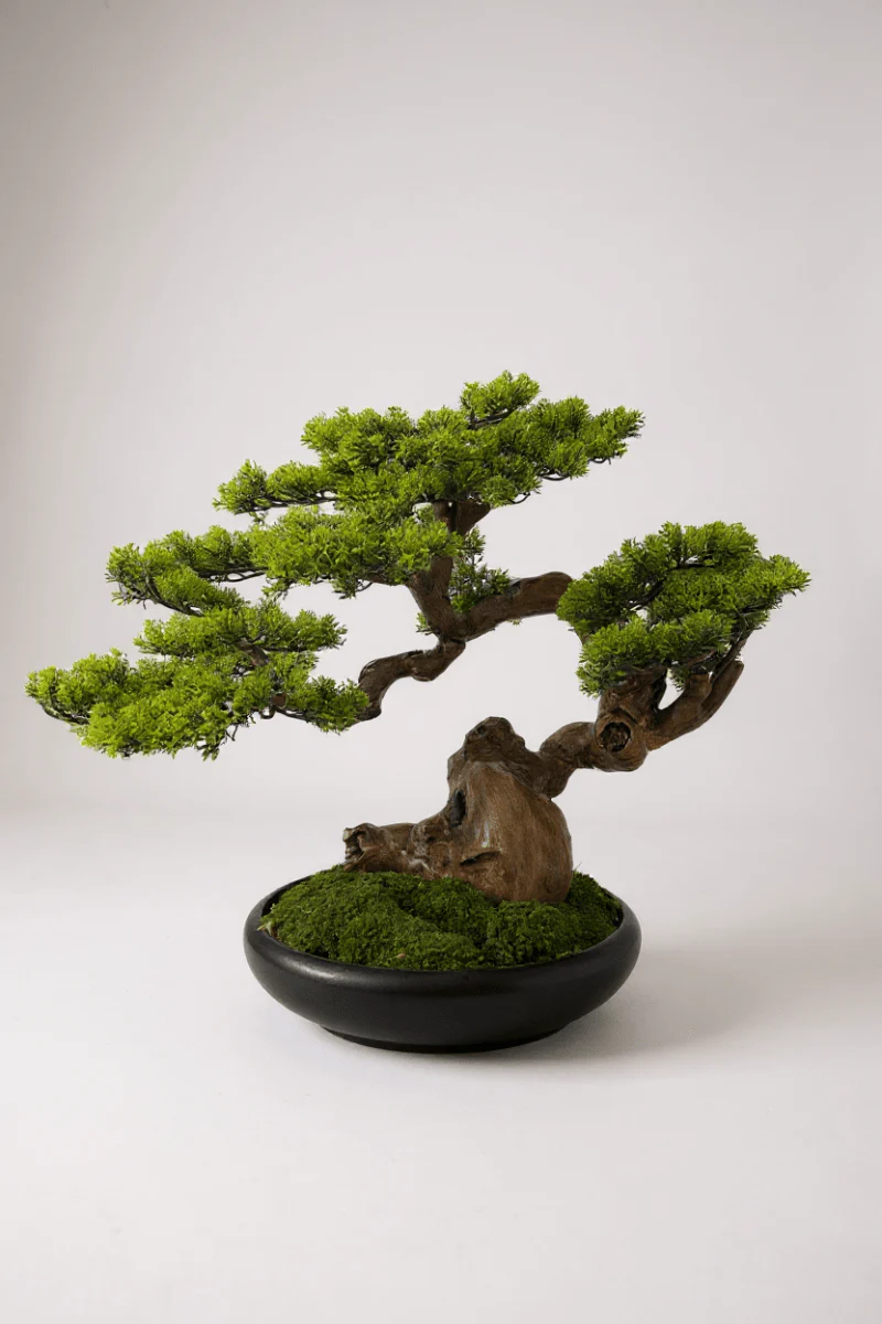 Zen Grove Bonsai - Real-Trunk Artificial - Image 4