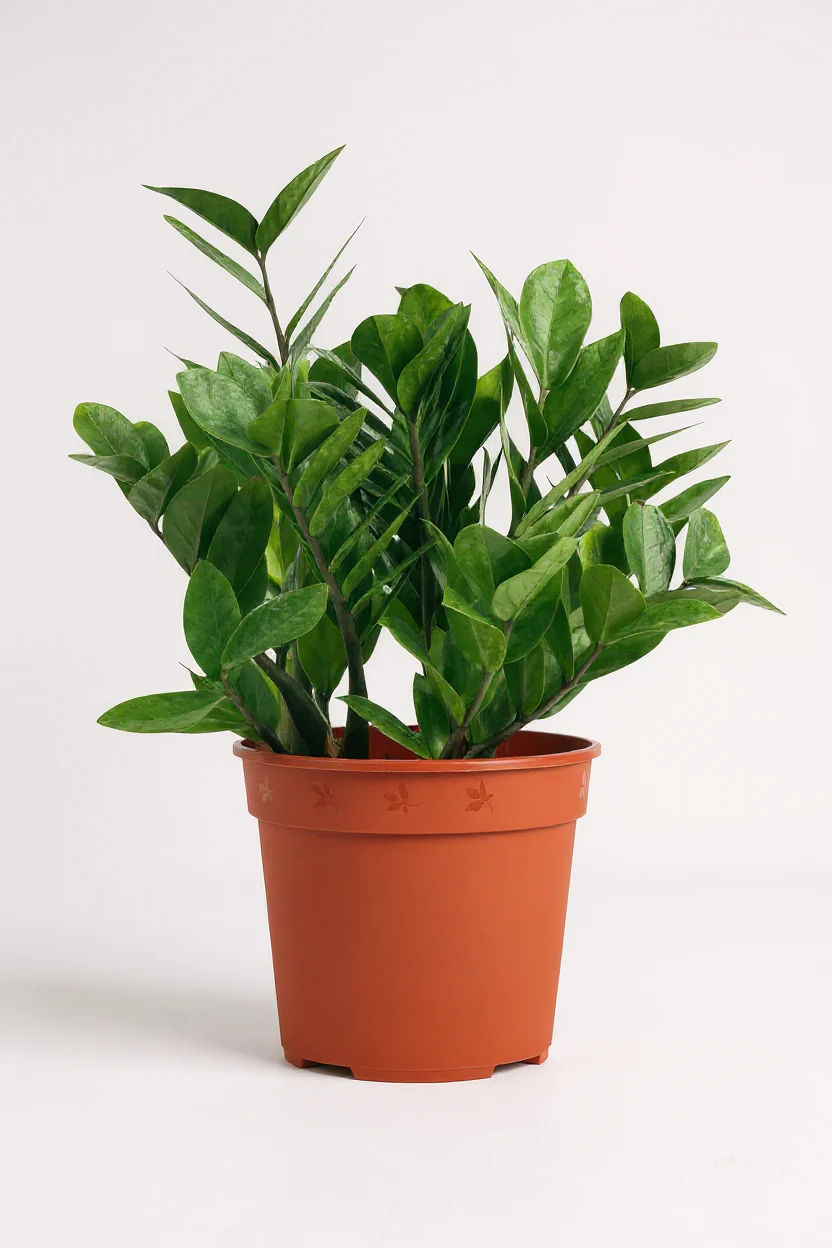 ZZ Plant - Medium - Image 9
