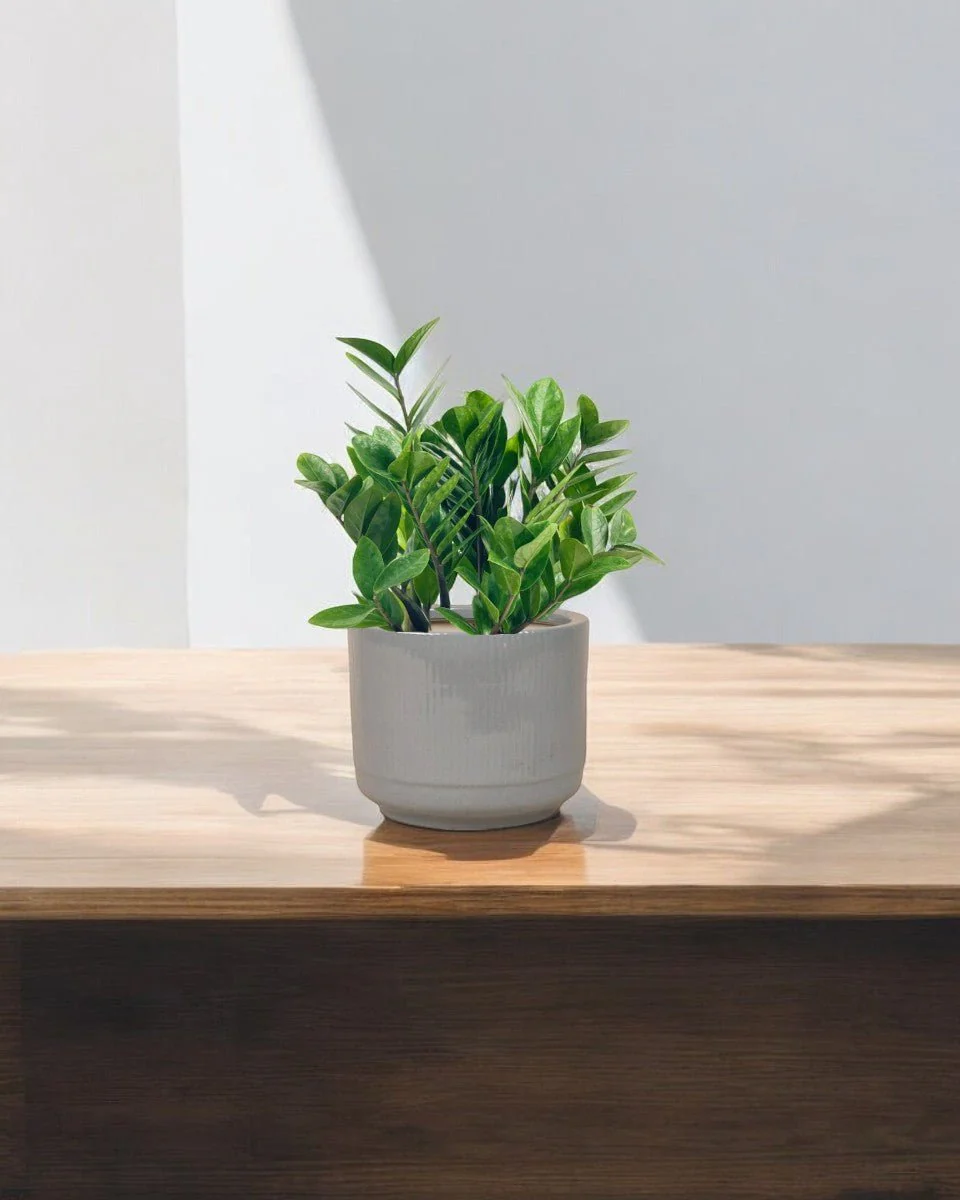 ZZ Plant - Small - Image 6