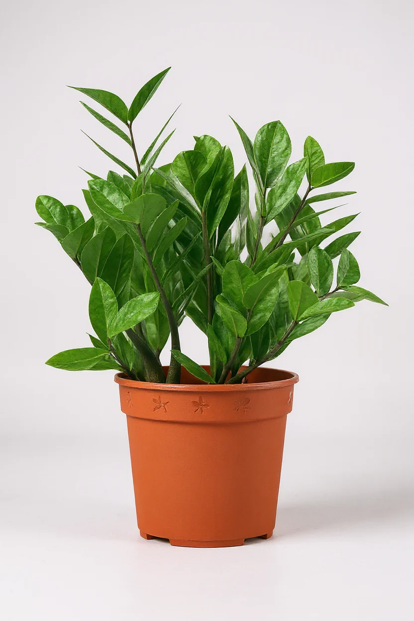 ZZ Plant - Small - Image 7