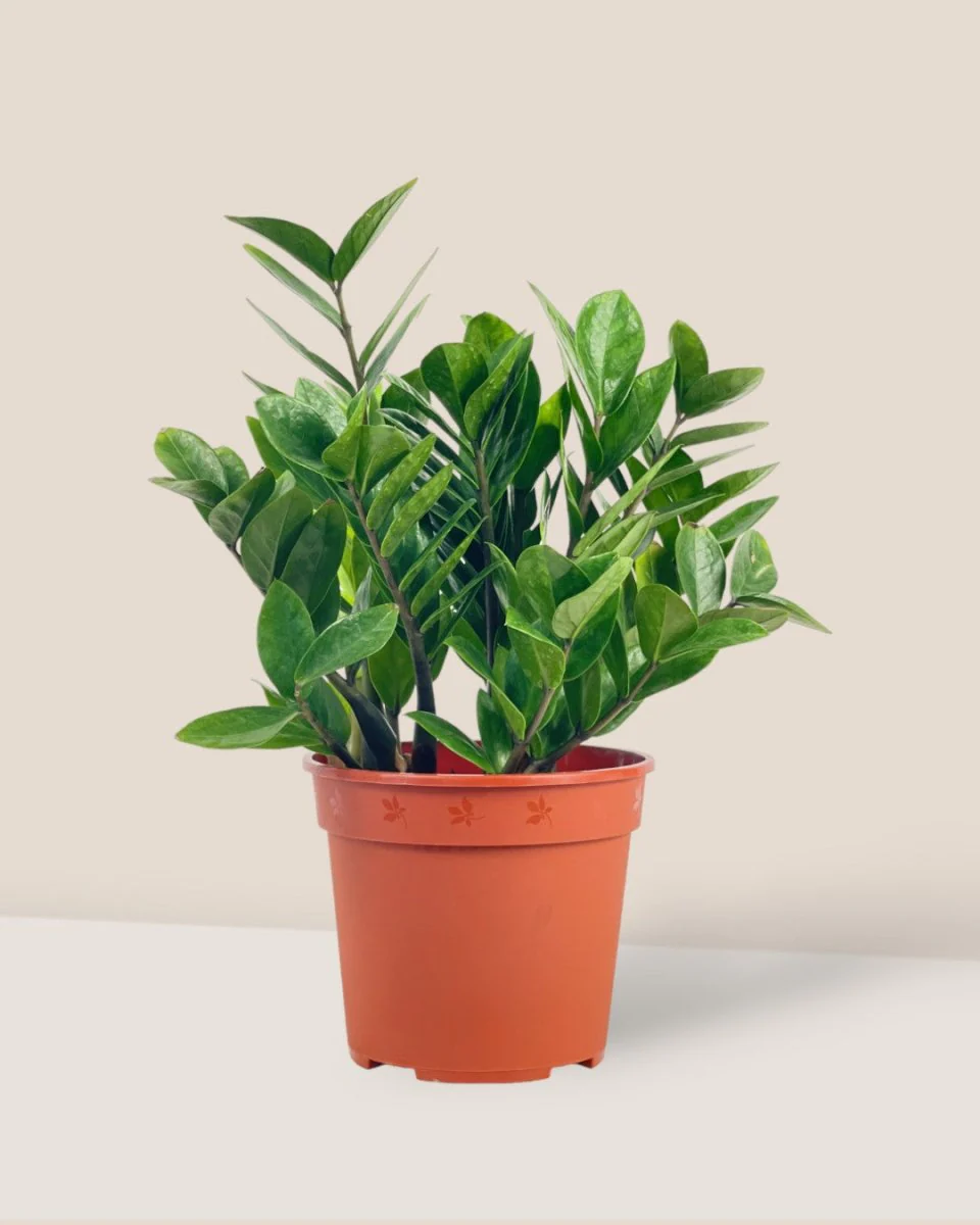 ZZ Plant - Small - Image 8